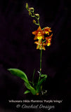Wilsonara Hilda Plumtree 'Purple Wings' BM/13th WOC - Orchid Design