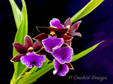 Zygopetalum (Arthur Elle 'Randy' X Bright Eyes 'Cobalt') – Fragrant - Orchid Design