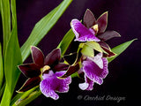 Zygopetalum (Arthur Elle 'Randy' X Bright Eyes 'Cobalt') – Fragrant - Orchid Design