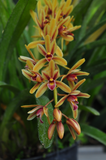 Cymbidium aloifolium – Rare Species - Orchid Design