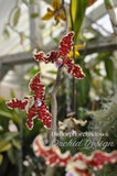 Dimorphorchis lowii – A very rare fragrant species - Orchid Design