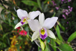 Laelia anceps var. coerulea 'Blue' – RARE - Orchid Design