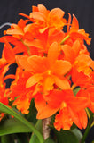 Rhyncattleanthe Young-Min Orange– Floriferous! - Orchid Design